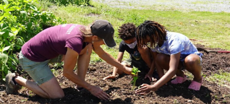 Grow Your Own Sweet Potato Slips